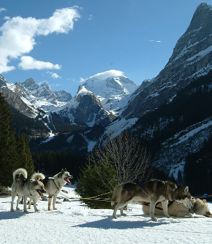 husky dog sleigh in pralognan